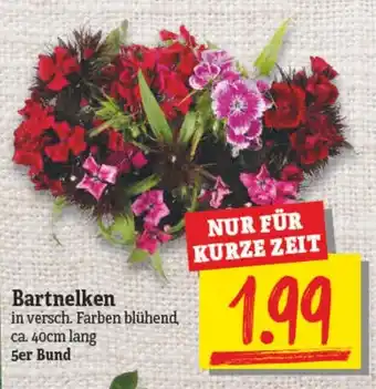 NP Discount Bartnelken Angebot