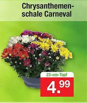 Zimmermann Chrysanthemenschale Carneval Angebot