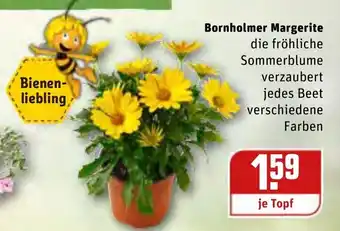 REWE Bornholmer Margerite Angebot