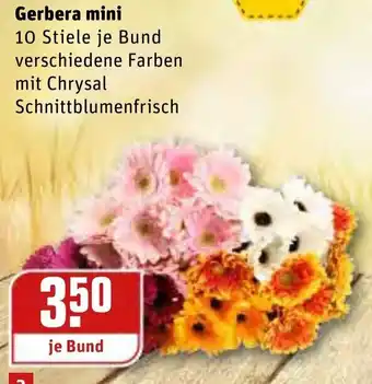 REWE Center Gerbera mini Angebot