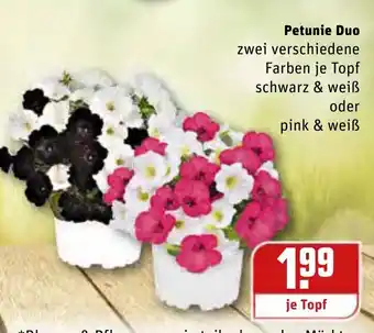 REWE Center Petunie Duo Angebot