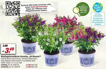 toom Baumarkt Nützlingsfreundliche Veronika ,,All Blooms" Angebot