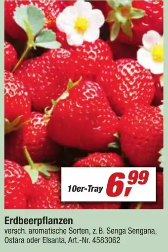 toom Baumarkt Erdbeerpflanzen 10er Tray Angebot