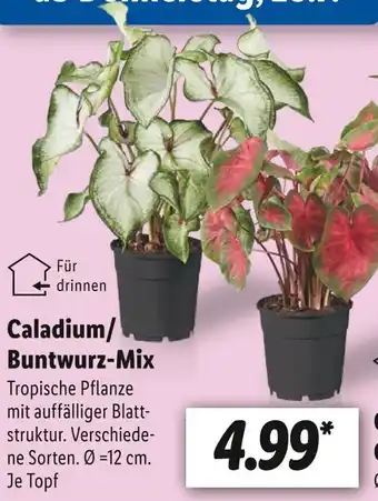 Lidl Caladium/buntwurz-mix Angebot