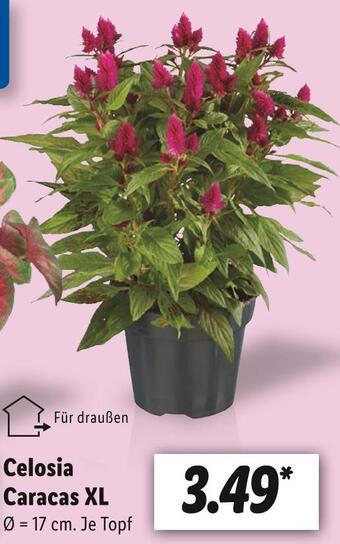 Lidl Celosia caracas xl Angebot