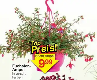 Jawoll Fuchsien Ampel Angebot