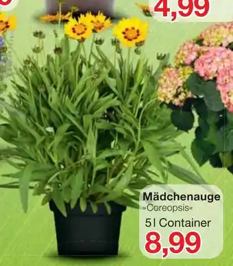 Jawoll Mädchenauge Angebot