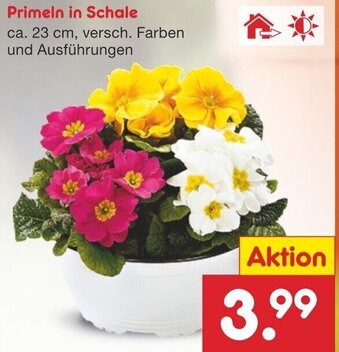 Netto Marken-Discount Primeln in Schale Angebot