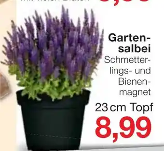 Jawoll Gartensalbei Angebot