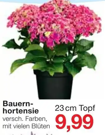 Jawoll Bauern Hortensie Angebot