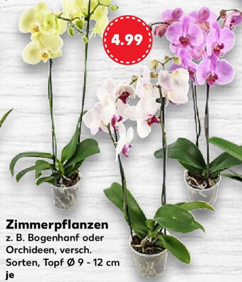 Kaufland Zimmerpflanzen Angebot