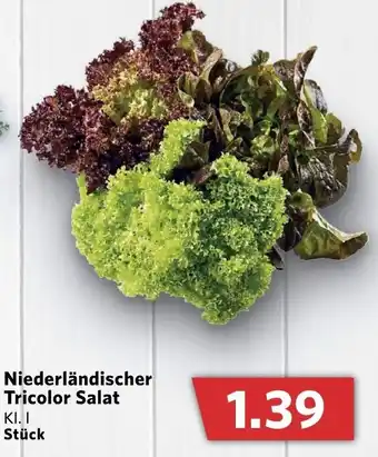 Combi Niederländischer Tricolor Salat Angebot