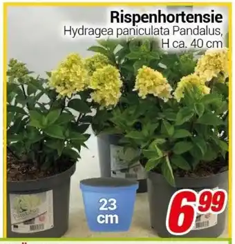 CENTERSHOP Rispenhortensie Angebot