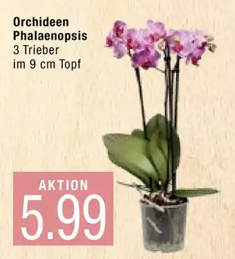 Marktkauf Orchideen Phalaenopsis Angebot