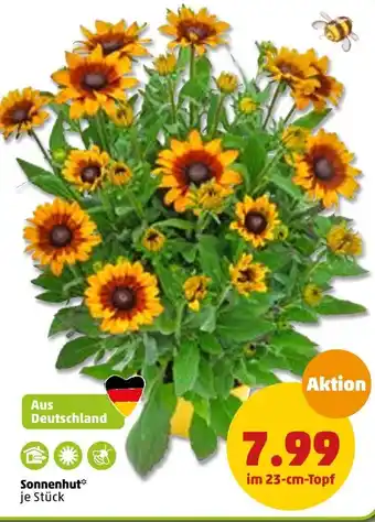 PENNY Sonnenhut Angebot