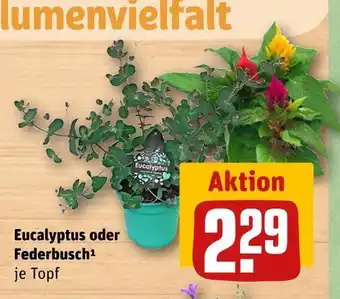 REWE Eucalyptus oder federbusch Angebot