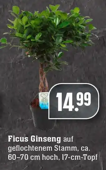 Edeka Ficus Ginseng Angebot