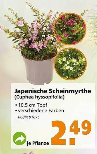 Globus Baumarkt Japanische scheinmyrthe Angebot