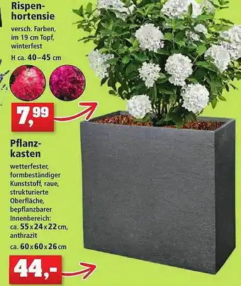 Thomas Philipps Rispen hortensie pflanz-kasten Angebot