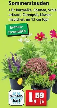 Thomas Philipps Sommertstauden Angebot