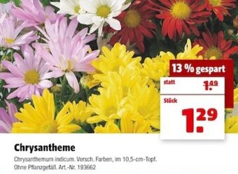 Hagebau Chrysantheme Angebot