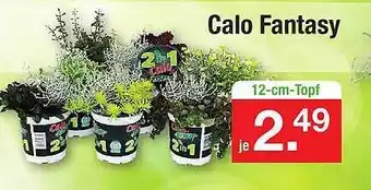 Zimmermann Calo fantasy Angebot