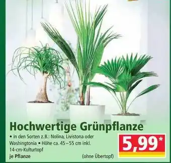 Norma Hochwertige Grünpflanze Angebot