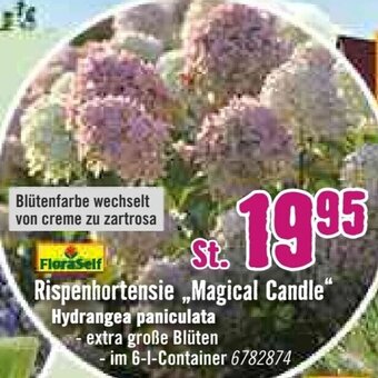 Hornbach Rispenhortensie ,,Magical Candle" Angebot