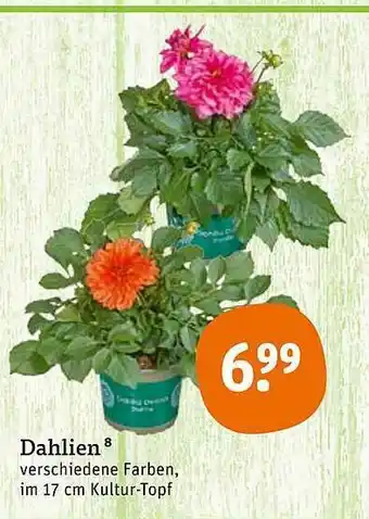 tegut Dahlien Angebot