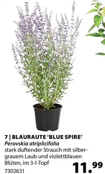 Dehner Blauraute 'Blue Spire' Angebot