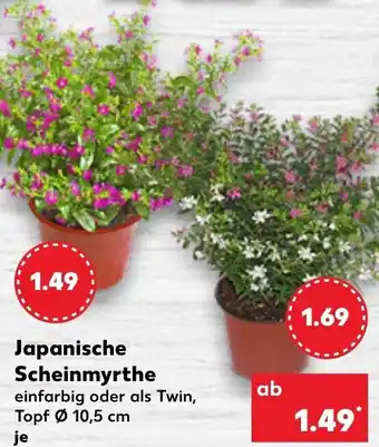 Kaufland Japanische Scheinmyrthe Angebot