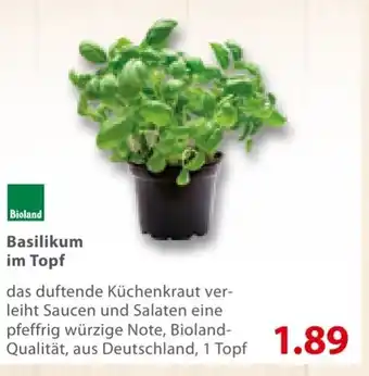 basic Basilikum in Topf Angebot