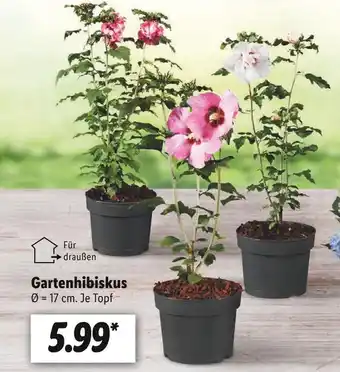 Lidl Gartenhibiskus Angebot