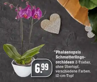 Edeka Phalaenopsis Schmetterlings orchideen Angebot