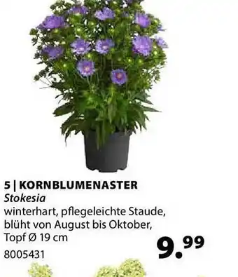 Dehner Kornblumenaster stokesia Angebot