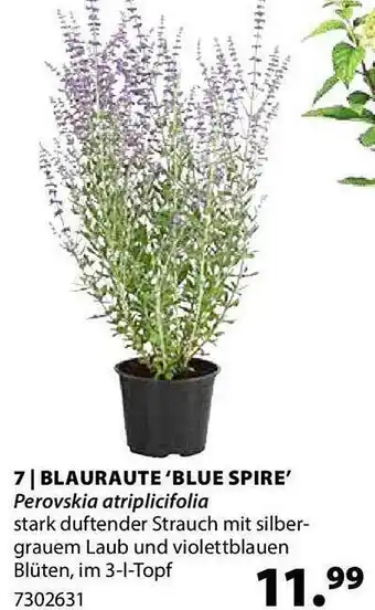 Dehner Blauraute „blue spire“ Angebot
