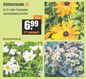 V Baumarkt Blütenstauden Angebot