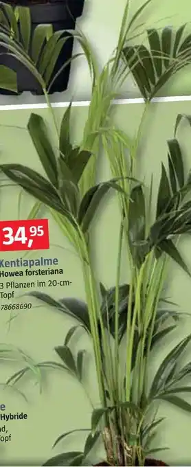 Bauhaus Kentiapalme Angebot