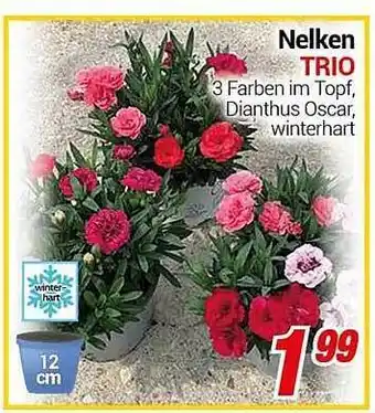 CENTERSHOP Nelken trio Angebot