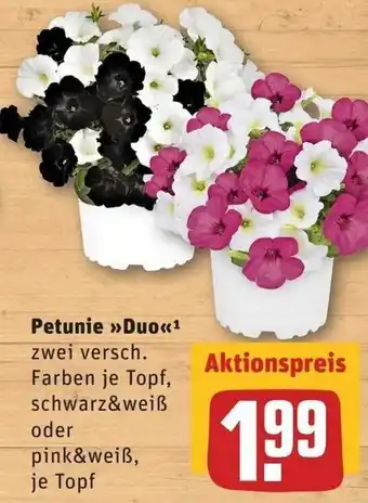 REWE Petunie Duo Angebot