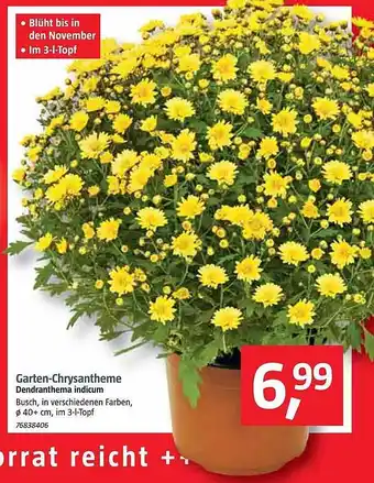 Bauhaus Garten-chrysantheme Angebot