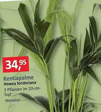 Bauhaus Kentiapalme howea forsteriana Angebot