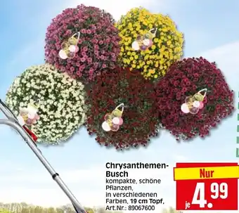 Herkules Baumarkt Chrysanthemen Busch Angebot