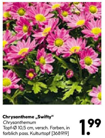 Hellweg Chrysantheme ,,Swifty" Angebot