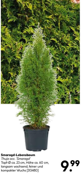 Hellweg Smaragd Lebensbaum Angebot