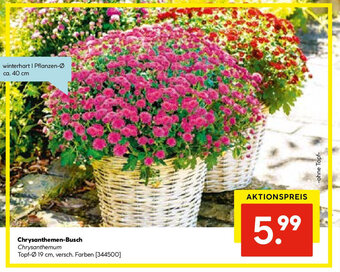Hellweg Chrysanthemen Busch Angebot