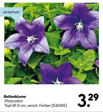 Hellweg Ballonblume Angebot
