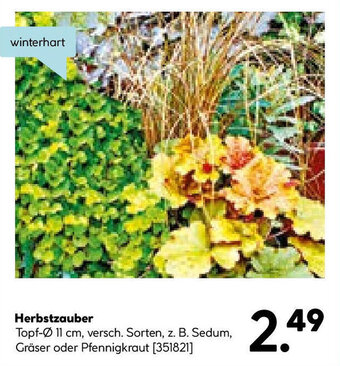 Hellweg Herbstzauber Angebot