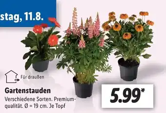 Lidl Gartenstauden Angebot