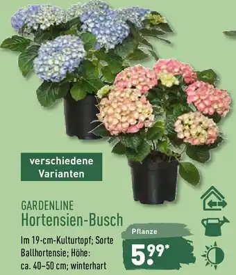 Aldi Nord Gardenline Hortensien Busch Angebot